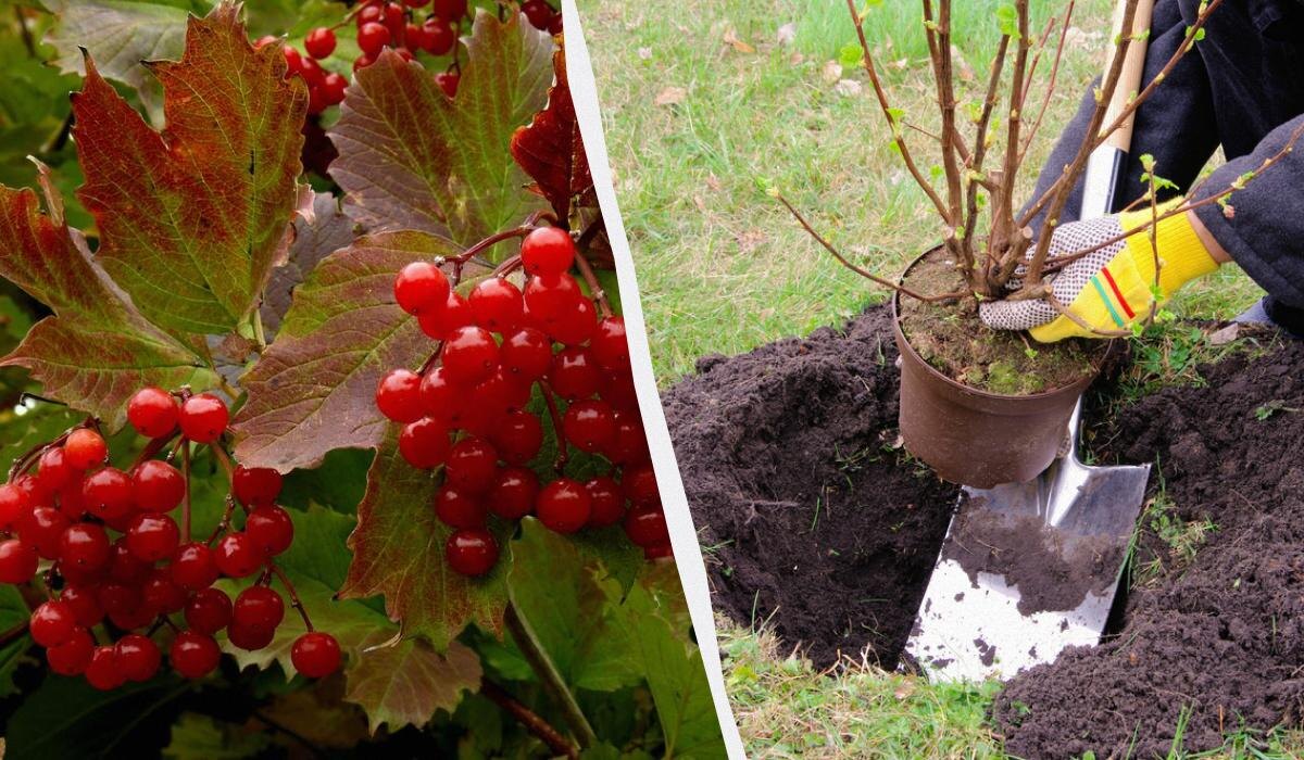 Лучшие деревья для посадки в ноябре: как гарантировать богатый урожай