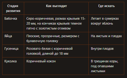 Как защитить урожай от яблонной плодожорки: простые и эффективные методы