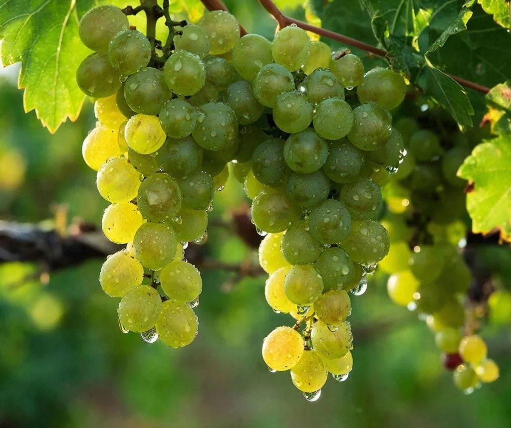 Цимлянские вина покоряют международные вершины на выставке в Москве