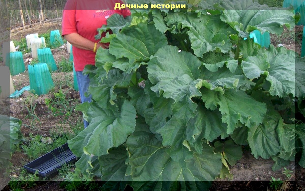 Ревень на даче: что нужно знать о его выращивании и полезных свойствах