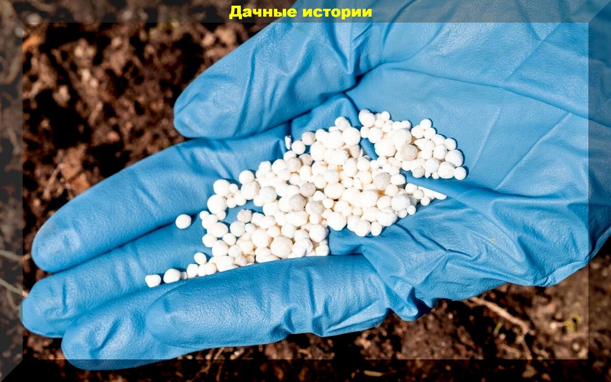 Весенние и осенние удобрения: как правильно подкармливать растения