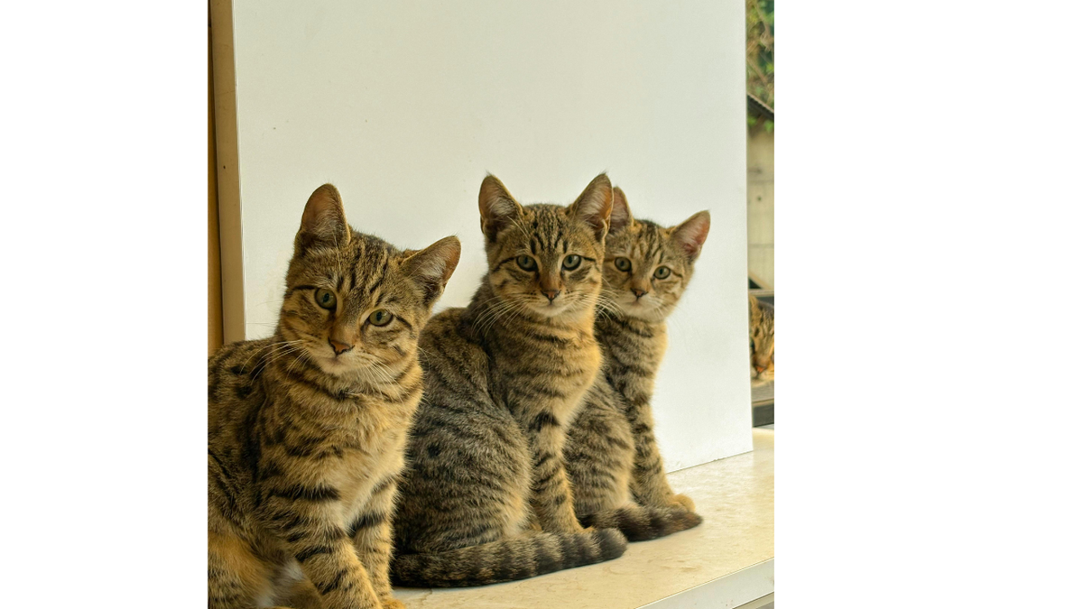 Как действовать, если соседи завели слишком много кошек: советы для жильцов