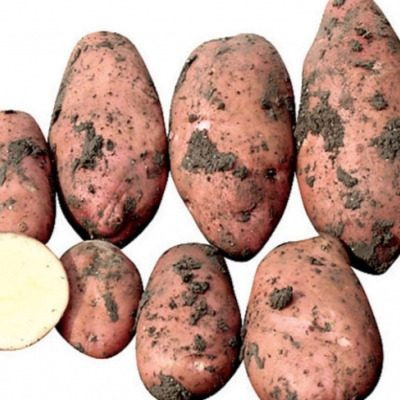 Картофель Кондор: идеальный выбор для урожайной огороды