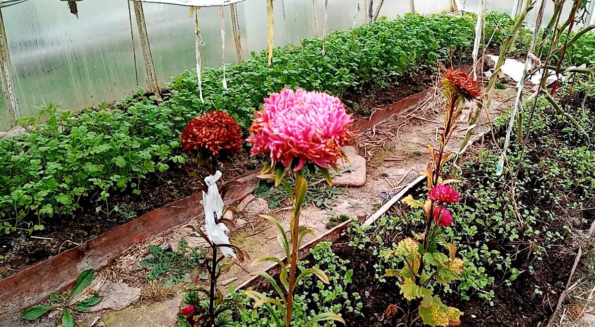 Проблемы всхожести семян астр: почему они не прорастают?