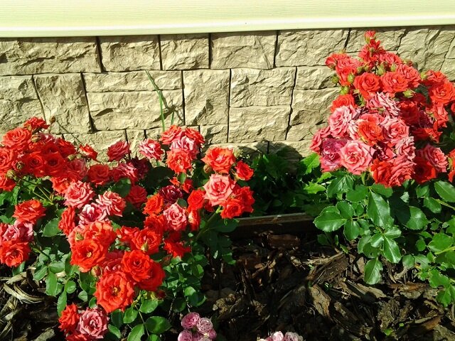 Секреты ухода за свадебными розами Спрей: как развивать красоту на вашем участке