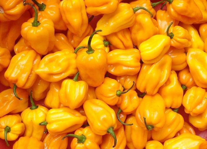 Как выбрать семена и правильно сеять перец: советы для садоводов