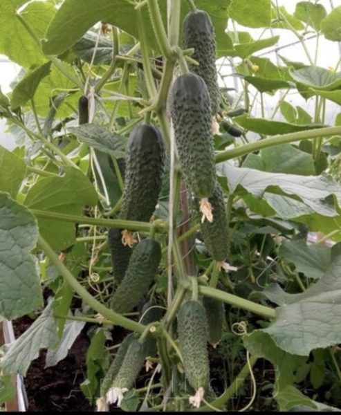 Огурец Арагорн: усовершенствованный корнишон для идеального урожая