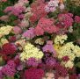 Тысячелистник Летние Акварели: ярок и неприхотлив в вашем саду