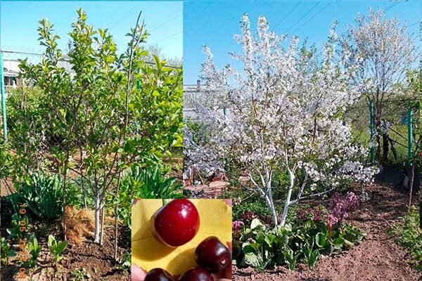 Низкорослая вишня Норд Стар: особенности и секреты успешного выращивания