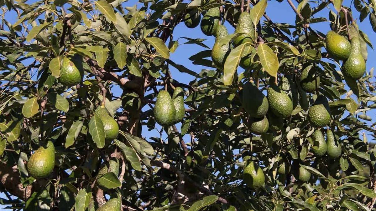 Необычные способы использования косточек авокадо