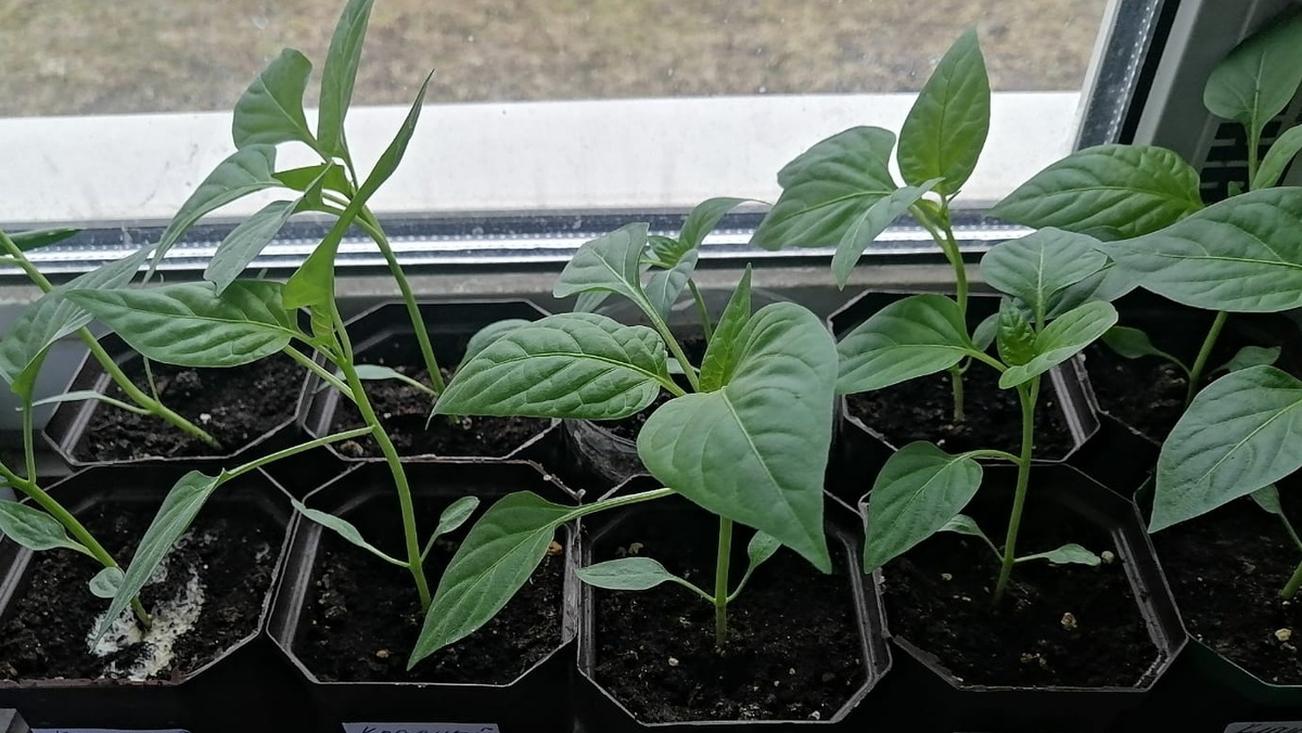 Как правильно выращивать рассаду сладкого перца: опыт и советы