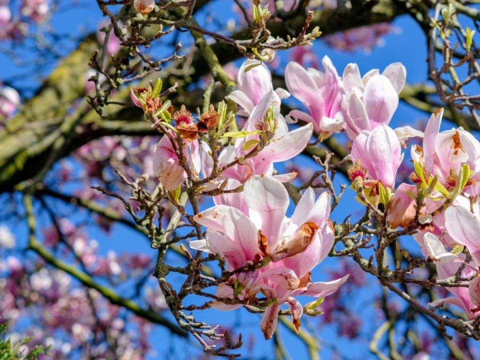 ������� �������� ��������: ������ ����� �������� ���������� ����