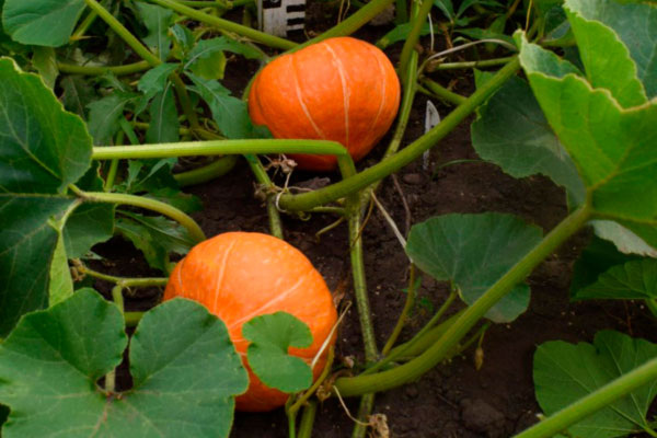 Тыква Ольга: Идеальный выбор для вашего огорода