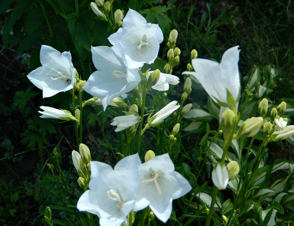 ��� ��������� ������������: ������� ����� � ������������ ������