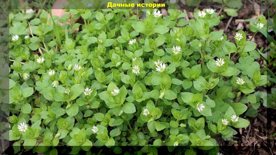 ������� ��������� �����������: ������ �� ���������� ������� ��������