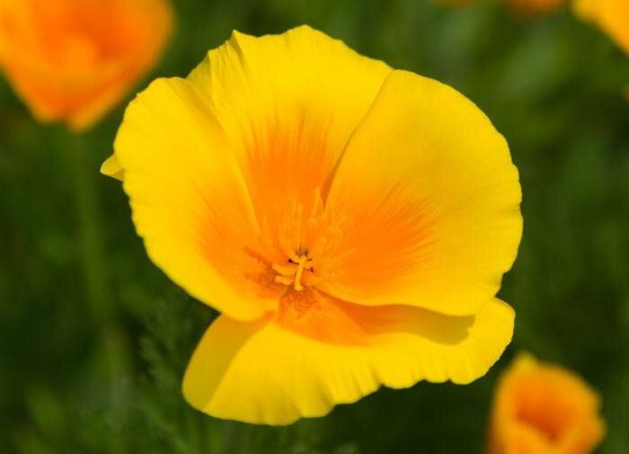 ������� ������� � ��������: ������������ �������� ����������