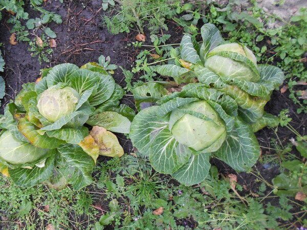 ��� ��������� ��������� ������� ������� � ������ ��������