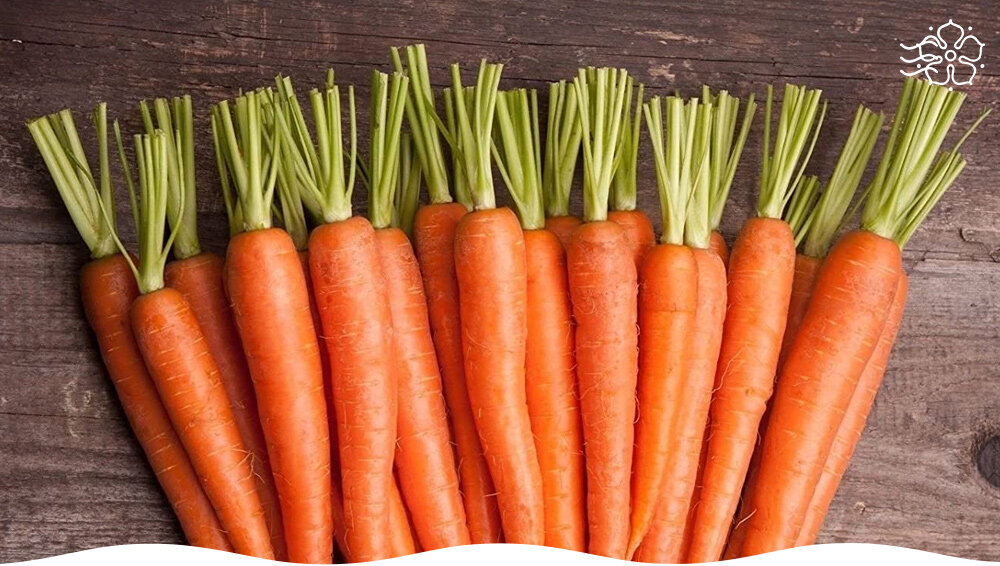 Почему морковь Белочка F1 станет вашим новым садовым фаворитом