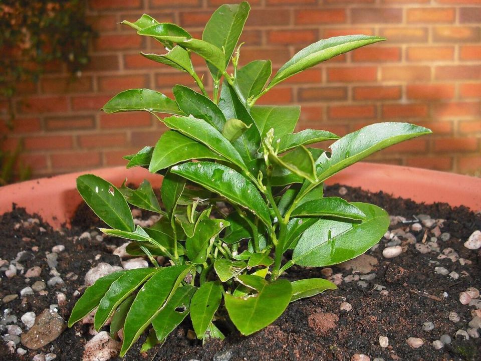 ��� ��������� ������������ ������ � ���� ����: ������� ��������� ������������