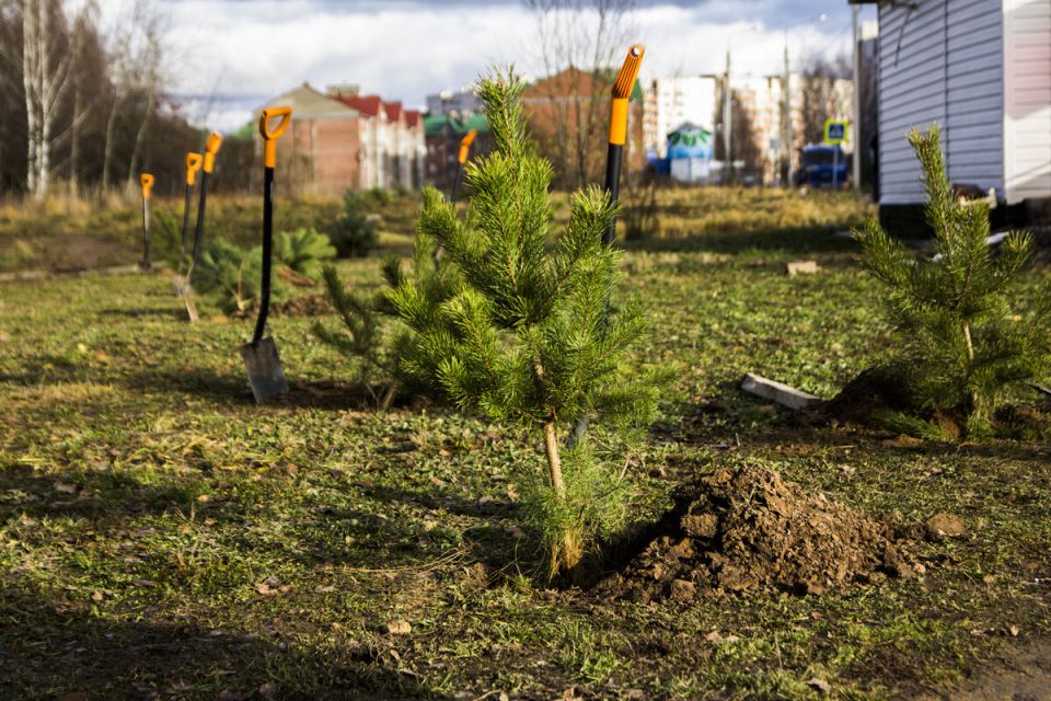 ��� ������, ������� ������ ������ ������ ���������