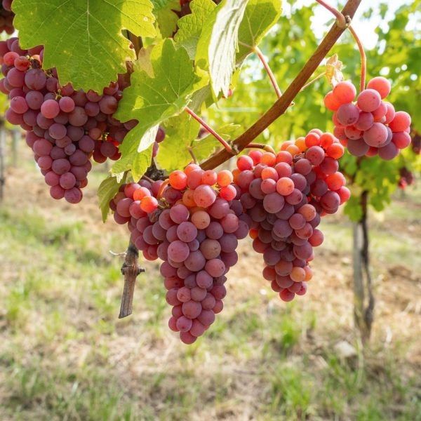 ��������������: �������������� �������� � ����� ��������