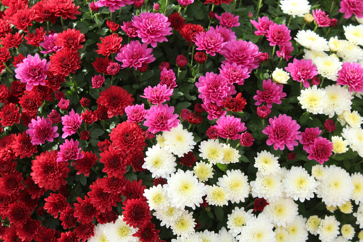 Цветы на защите вашего огорода: природные защитники от вредителей