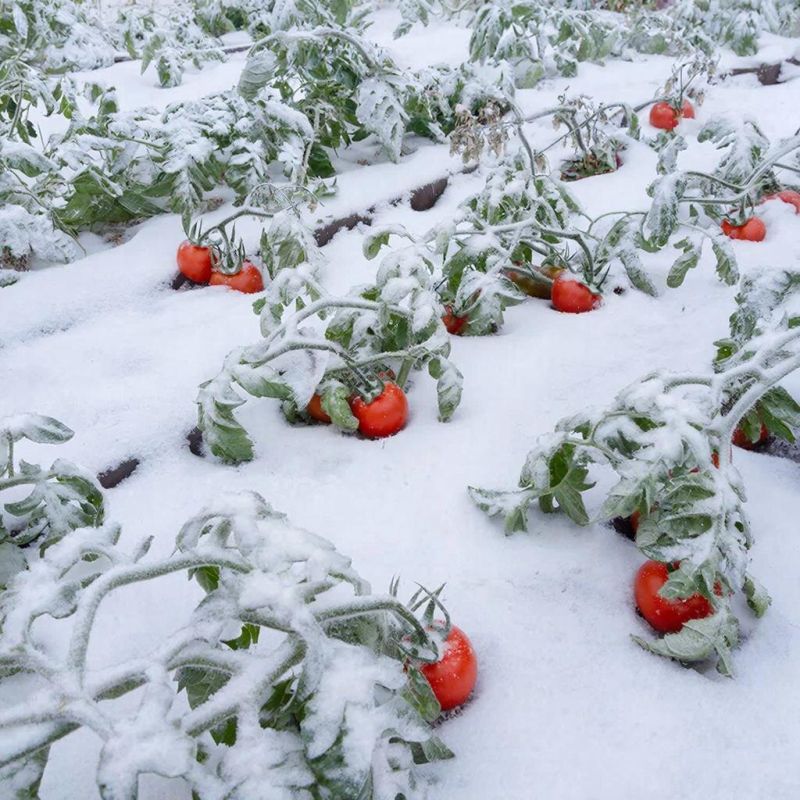 ��� ���������� ������� ���� �������� � ����������� ������� � ����� �������