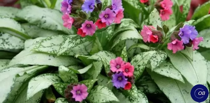 Медуница сахарная: идеальный выбор для вашего сада