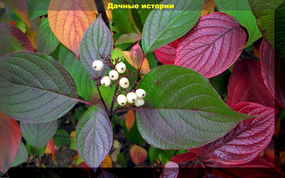 ����������� ���� ������� � ������� ����������� �����������