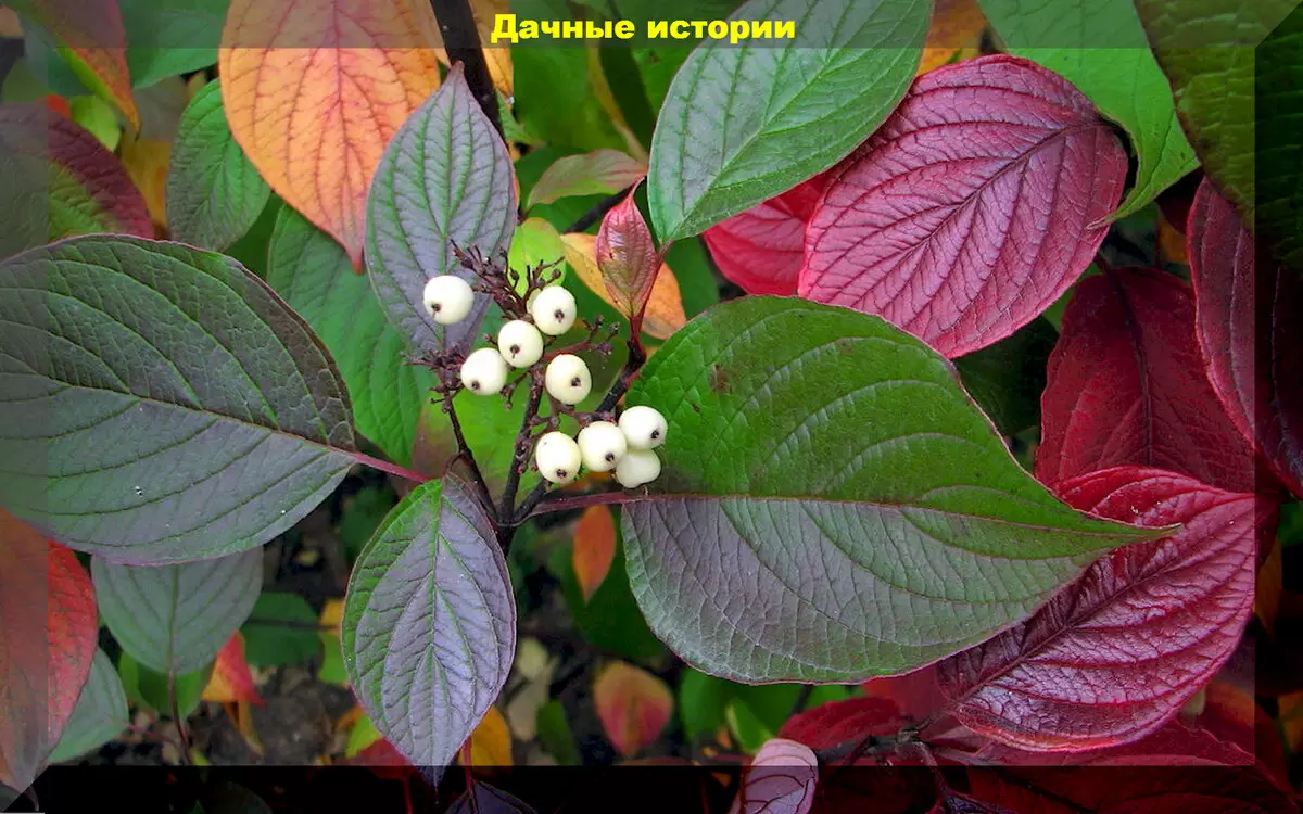 Преобразите свой участок с помощью малоуходных кустарников