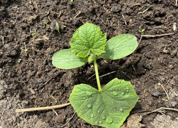 Ҹ���� ����� �������: ������� ��� �������� ������