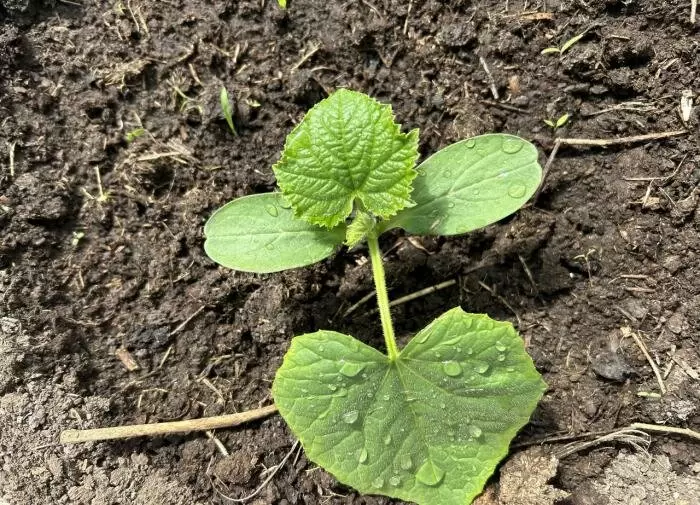 Тёплый полив огурцов: секреты для богатого урожая