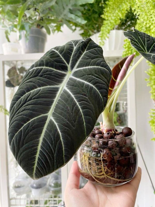 ����������� ���������� �������� � ���������