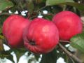 Яблоня Комсомолец: сладкие розовые яблоки для зимнего наслаждения