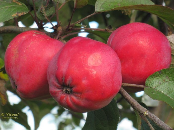 ������ ����������: ������� ������� ������ ��� ������� �����������