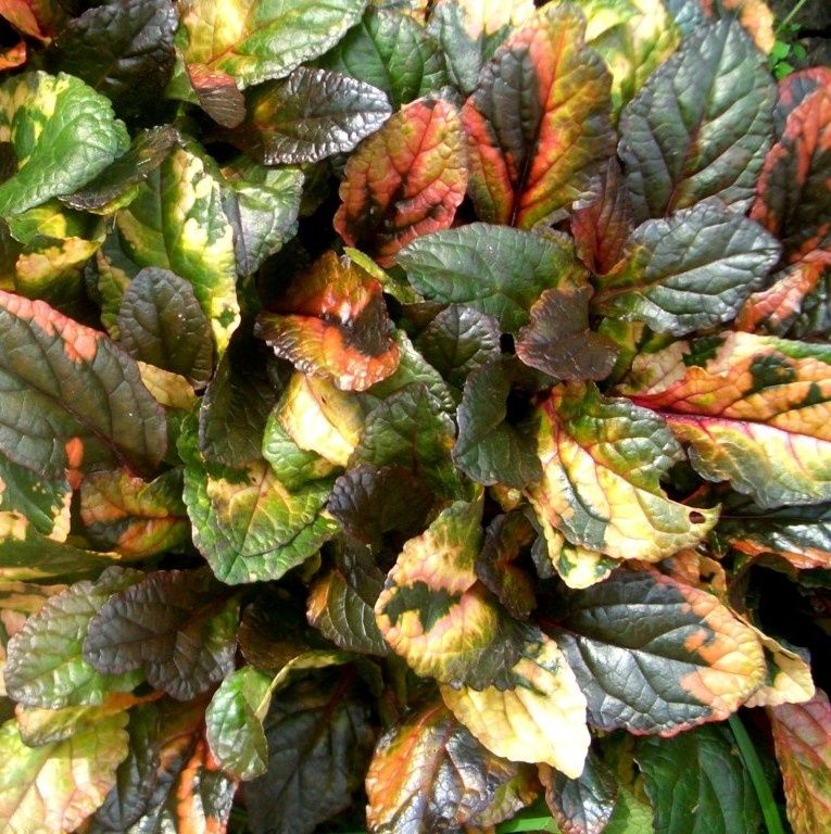 ���-������� ��� ������ � ���������: ������ ��������, ���������� ���������