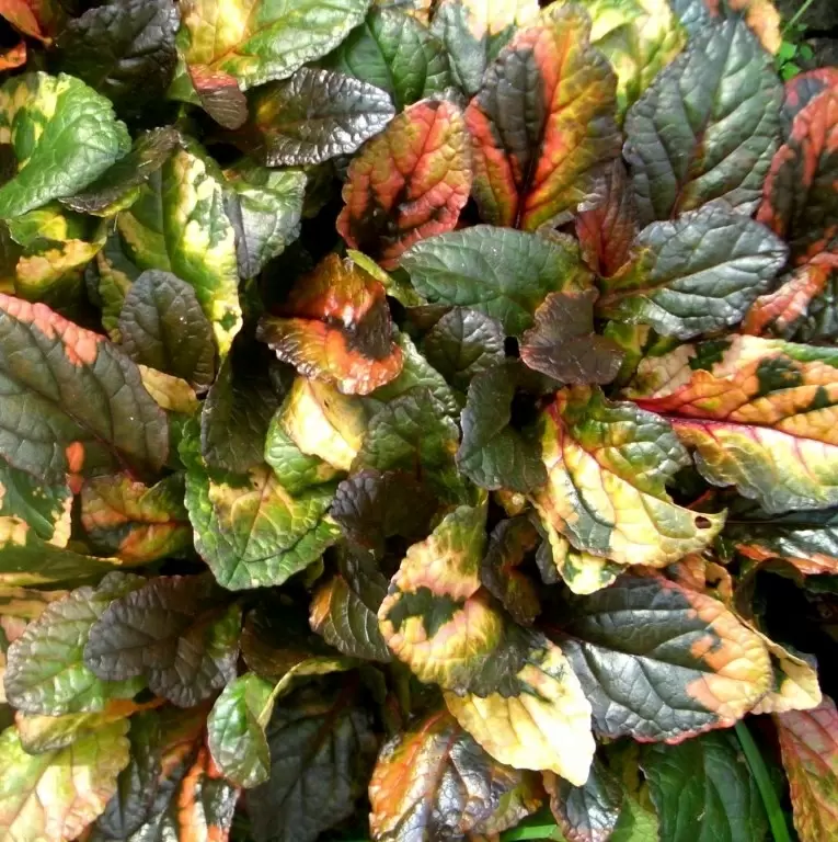 Эко-решения для борьбы с сорняками: лучшие растения, заменяющие гербициды