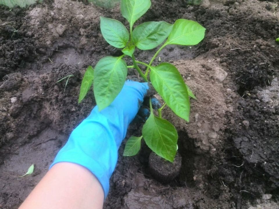 ������� ��� �����: ������ �� ������� ��� ������������� ������