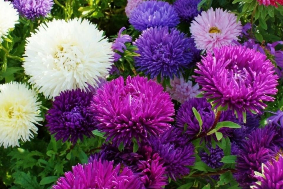 ������ ����� ����: ������� ������� �������