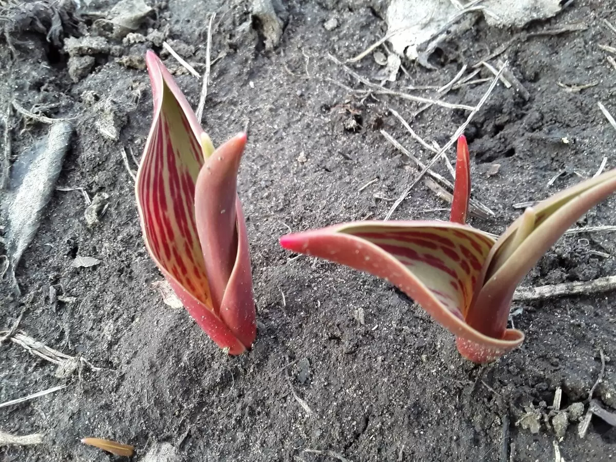 Весенние надежды: как сад пережил лютую апрельскую зиму