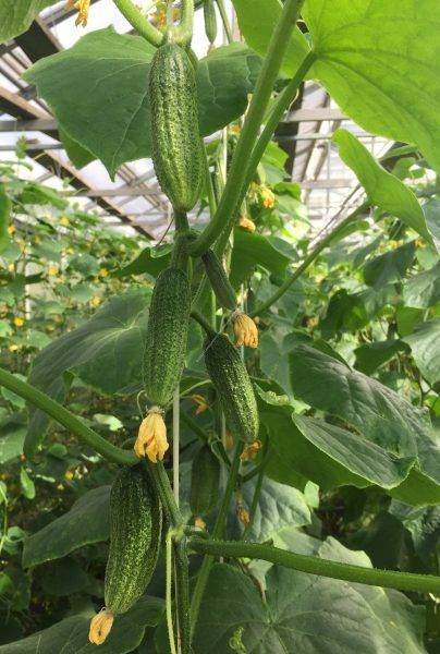 ������ ������ �����: ��������� ����� ��� ��������� �����������