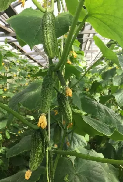 Ранний огурец Аршин: идеальный выбор для городских огородников