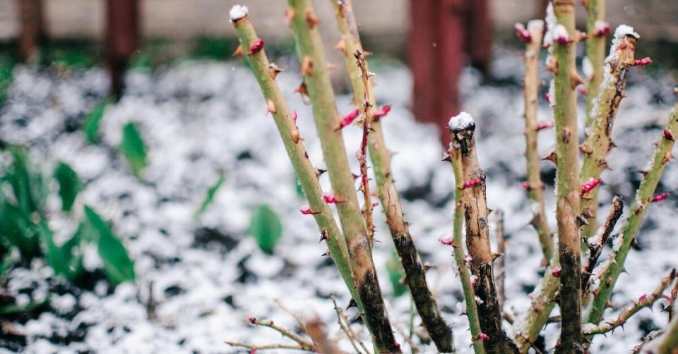 ��� ������ ���� ����� ����: ������� ����� ������������