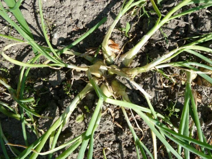 ���-�����: ���������� ���� ��� ������ �����