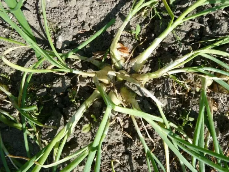 Лук-шалот: уникальный овощ для вашего стола