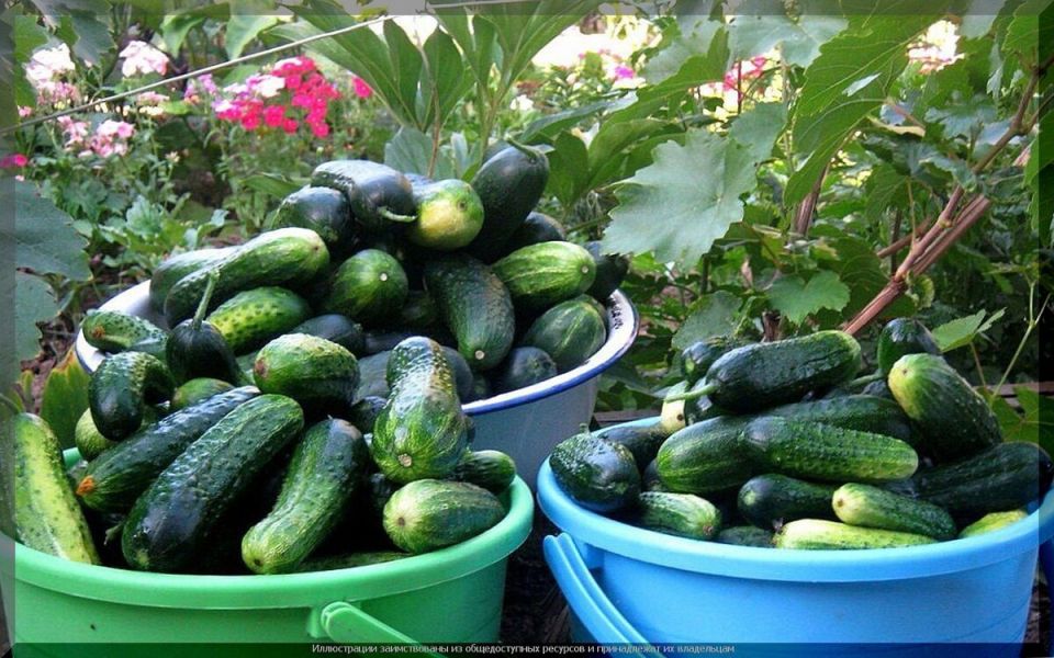 ������ ����� ������� ��� ��������: ������������ ���������