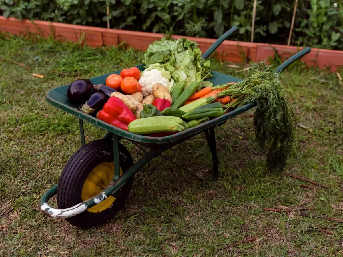 Секреты успешного огорода: простые хитрости для богатого урожая