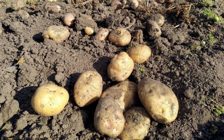 ��� ��������� ����������� ����� ��� ��������: ������ ��������������� ��������