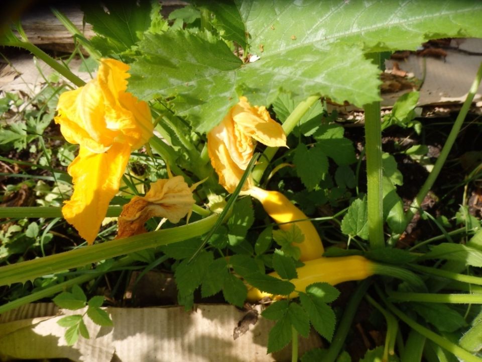 ������������ ��������: ��� �������� ���������� ��������� � ����� �������