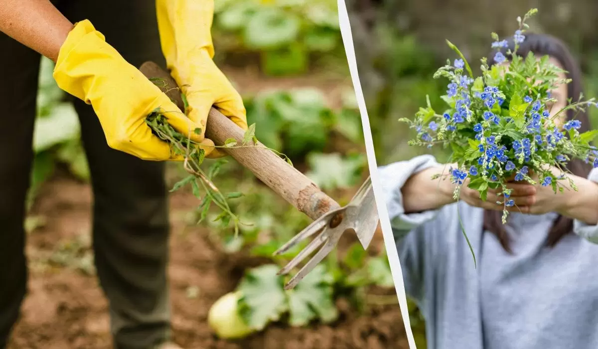 Растения, которые помогут победить сорняки: выбор весеннего цветка для сада